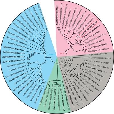 Sugar Transporter ZjSWEET2.2 Mediates Sugar Loading in Leaves of Ziziphus jujuba Mill